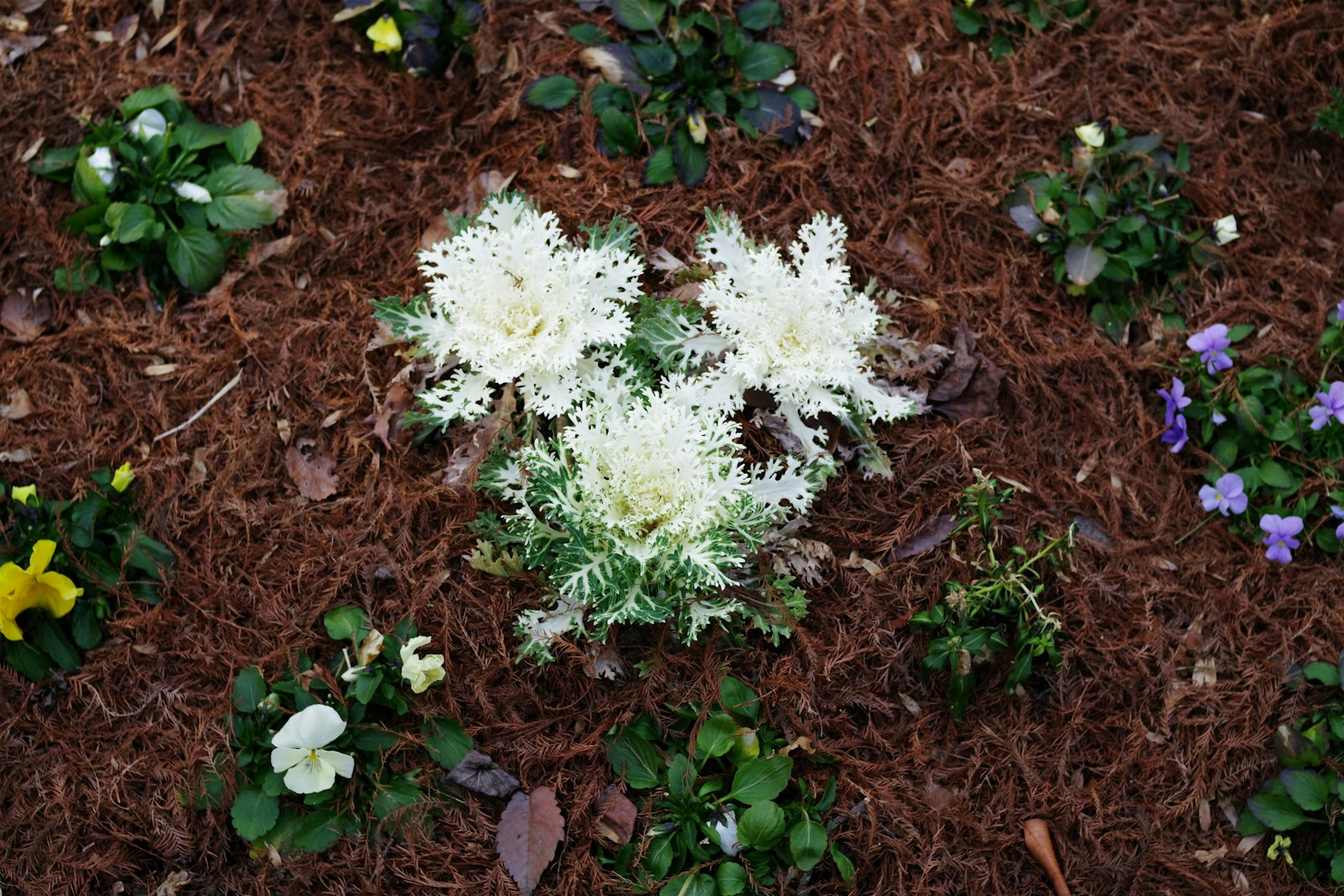Flowers in a freshly mulched garden bed